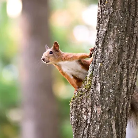 Campeggio Tiny For2 - Kempenbos