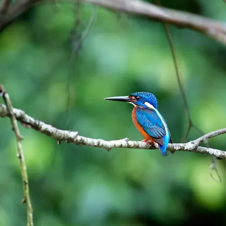 Campeggio Tiny For2 - Kempenbos