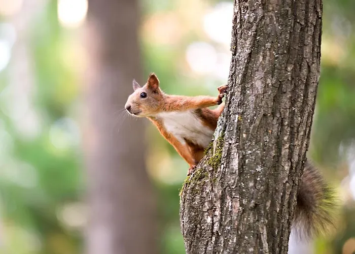 Κάμπινγκ Tiny For2 - Kempenbos