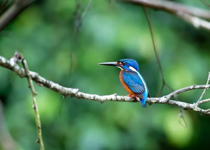 Κάμπινγκ Tiny For2 - Kempenbos